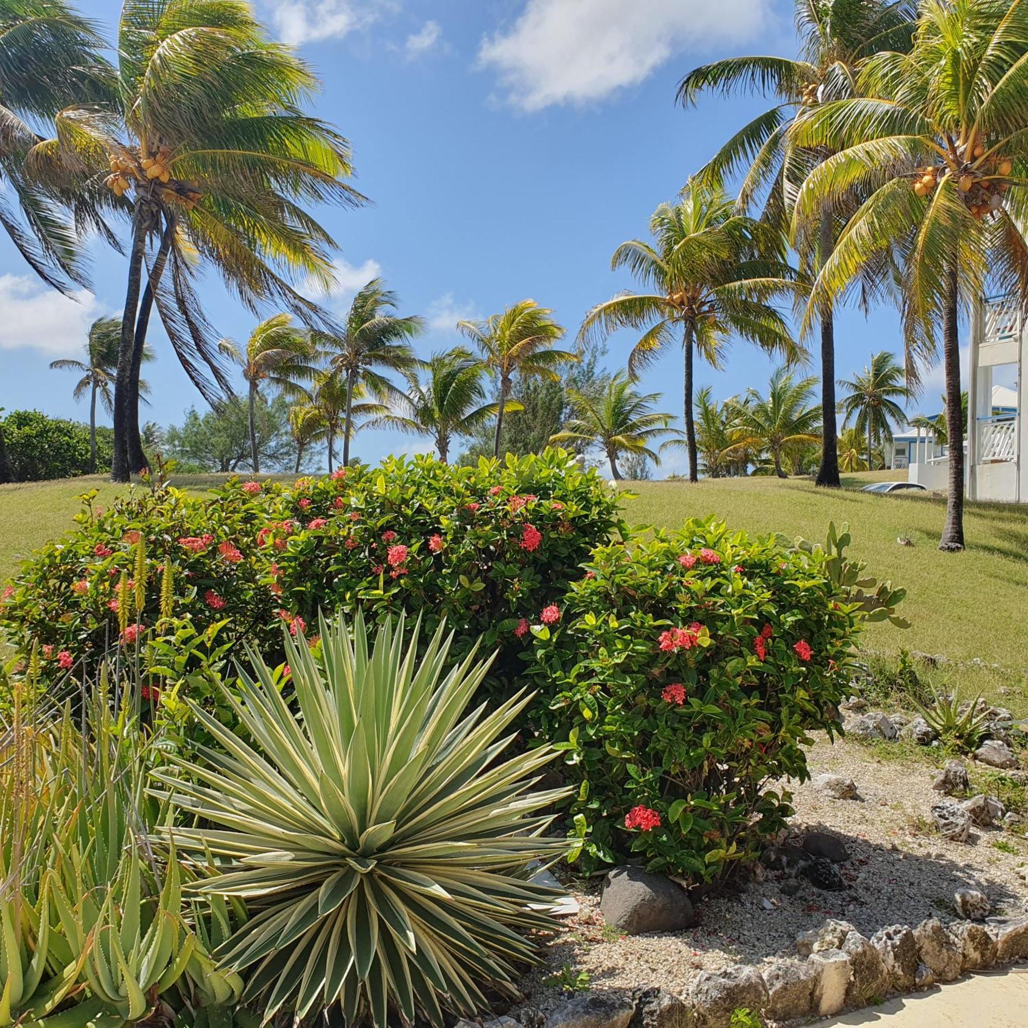 Studio Paradis 3* Saint-Francois (Grande-Terre) Exterior foto